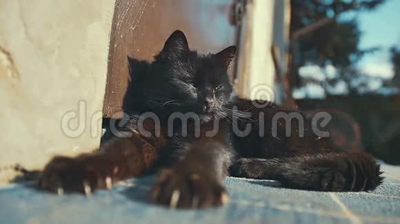 懒洋洋的黑猫躺在阳光下在外面视频的预览图