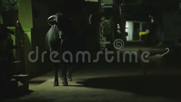 晚上在汉比街上的牛视频的预览图
