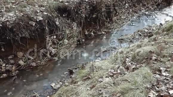 在老草和树叶之间流动的小河视频的预览图