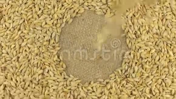 躺在麻布上的大麦旋转圈上掉落的大麦粒视频的预览图