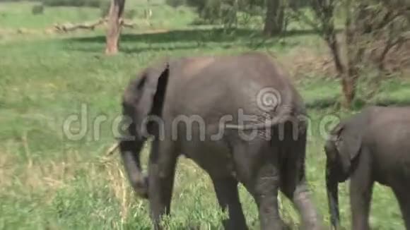 非洲小象和它的母亲在草原上放牧视频的预览图