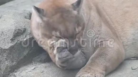 一只危险的美洲狮美洲狮视频的预览图