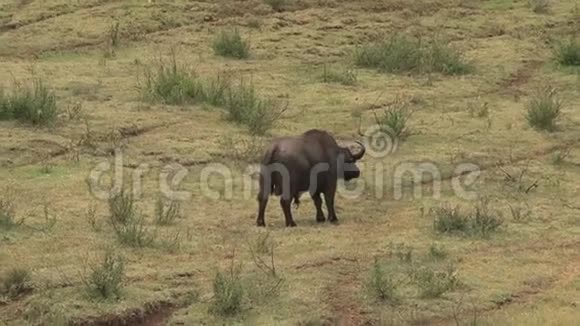 非洲水牛在热带草原上行走视频的预览图