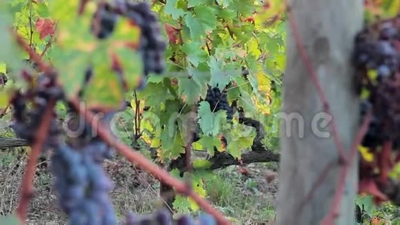 葡萄藤上的成熟多汁葡萄做红酒视频的预览图