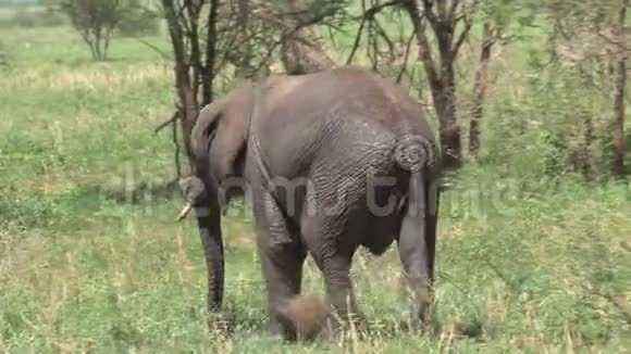 非洲小象和它的母亲在草原上放牧视频的预览图