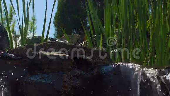 水花和绿苇高山瀑布和绿草的特写镜头视频的预览图