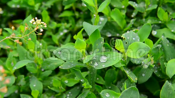 雨后的水滴在绿叶上打结视频的预览图