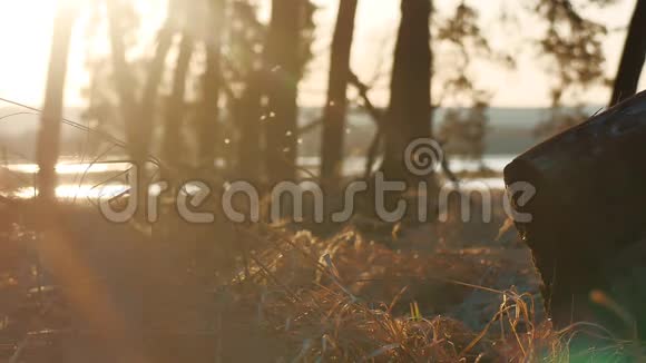 树木松林景观干草树桩剪影树在日落前用金色阳光照射阳光视频的预览图