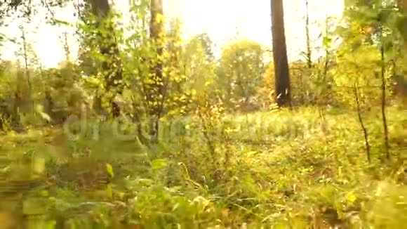 阳光明媚的秋林和落叶后景平稳的拍摄视频的预览图