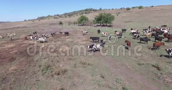 奶牛在农场里放牧的奶牛视频的预览图