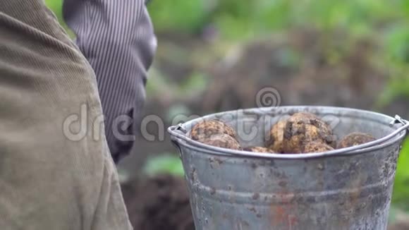 农民在有机农场的田里用桶收集土豆概念农业农村生活方式健康饮食视频的预览图