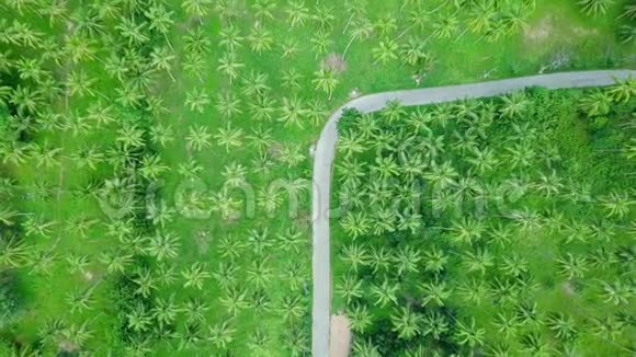 穿过椰子棕榈树种植园的道路鸟瞰图视频的预览图