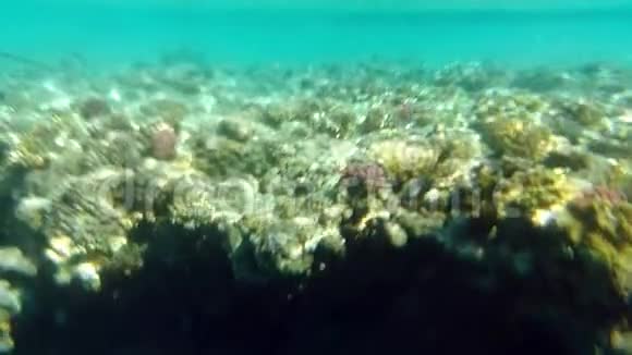 阳光在珊瑚礁的水下闪烁视频的预览图