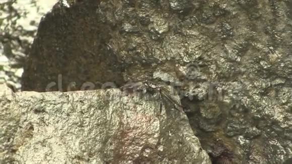 夏威夷科纳黑色螃蟹在湿岩上移动视频的预览图