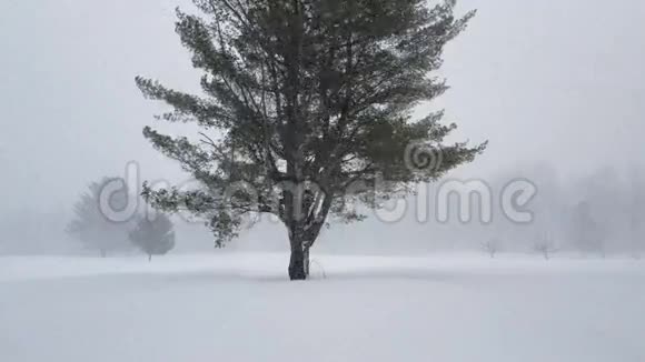大雪纷飞大树环绕视频的预览图