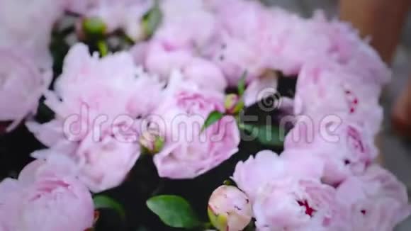 职业花商开始为婚礼制作粉红牡丹花束视频的预览图