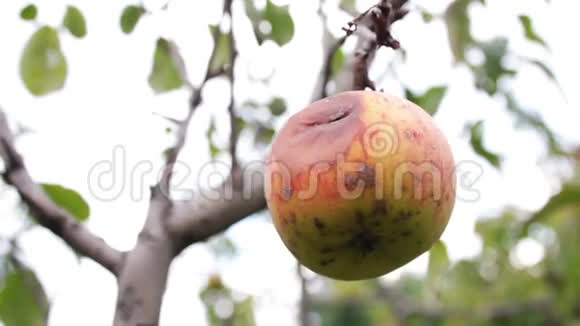 烂苹果挂在树枝上视频的预览图