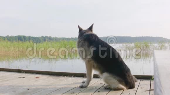 狗在湖上视频的预览图