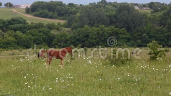 小马在绿草地上吃草视频的预览图