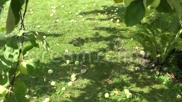 穿短裤的男农民在苹果花园里捡意外收获的水果4K视频的预览图