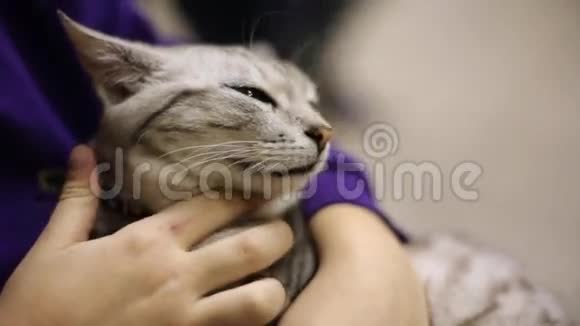 孩子抚摸一只睡着的灰猫猫放松了猫脸特写视频的预览图