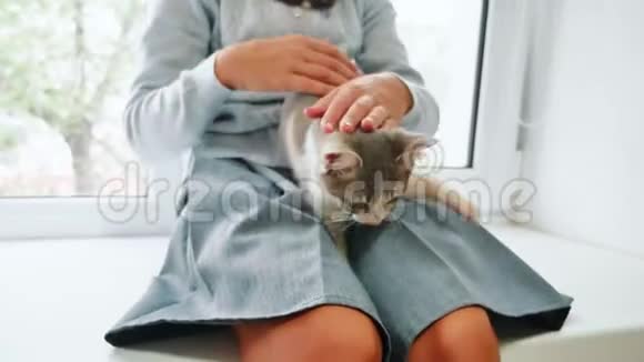 喜玩儿童女与她的猫坐窗台日落小女孩玩宠物猫白生活方式视频的预览图