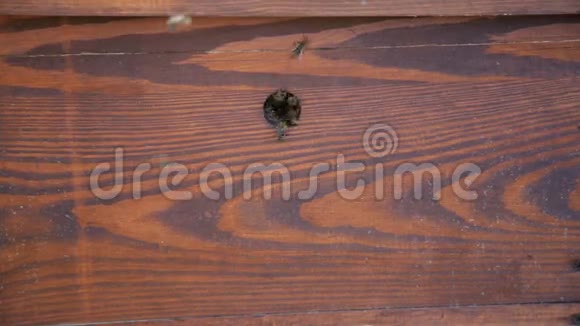 蜜蜂从蜂房起飞的近镜头视频的预览图