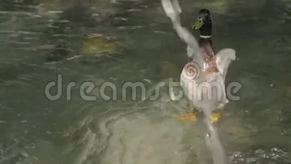 鸭子在闪闪发光的湖水里游泳美丽的自然背景鸟类和野生动物视频的预览图