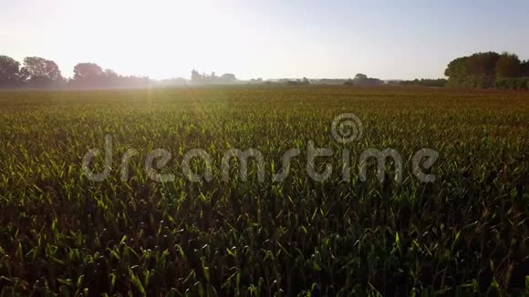 日出时的大玉米田视频的预览图