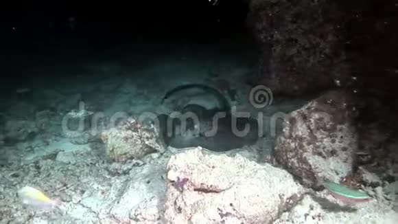 在马尔代夫惊人的海底背景下曼塔雷斜坡鱼视频的预览图