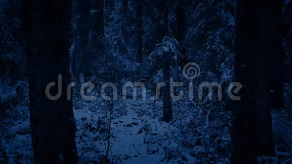 夜幕降临在森林小径上视频的预览图