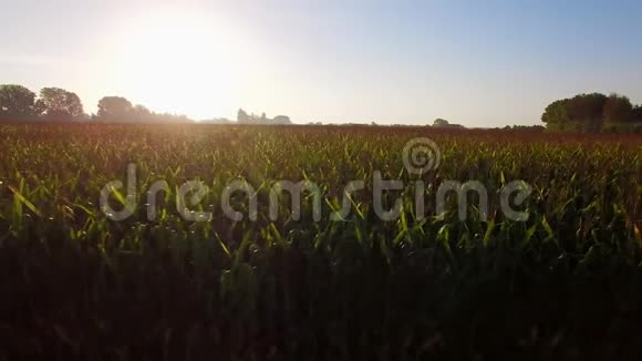 日出时的大玉米田视频的预览图