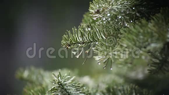 在雨中的圣诞树视频的预览图