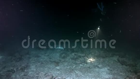 在马尔代夫惊人的海底背景下曼塔雷斜坡鱼视频的预览图