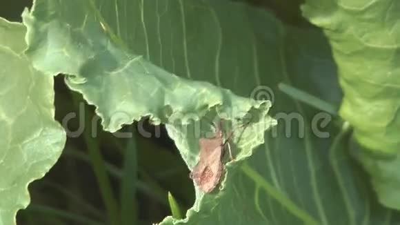 绿叶上的虫子视频的预览图