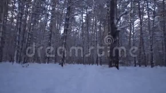 慢跑美丽的冬季森林股票录像视频的预览图