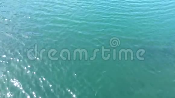 太平洋的蓝水温暖的夏日视频的预览图