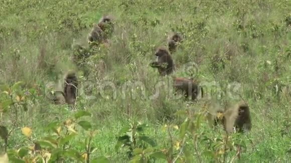 一群狒狒在移动视频的预览图