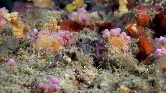 马尔代夫水下海底背景下的努迪布兰卡斯卢格海软体动物视频的预览图