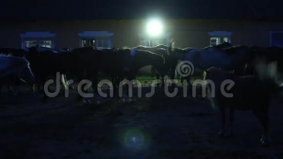 马在马厩的夜晚视频的预览图