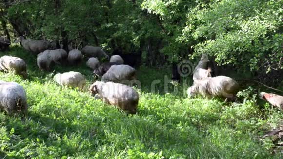 绵羊和山羊在绿油油的草地上吃草视频的预览图