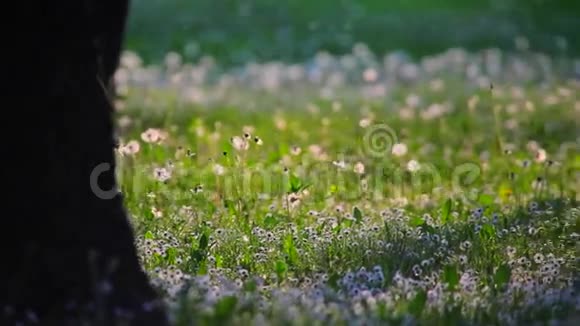 春天的花粉飞过草地视频的预览图