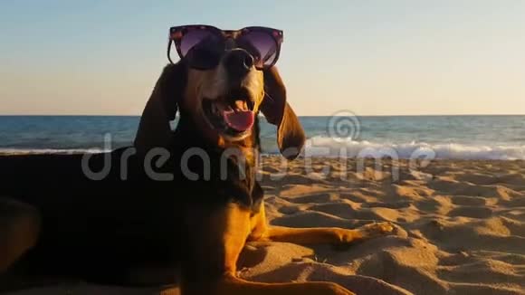 海滩上一只猎狗戴着太阳镜的滑稽肖像视频的预览图