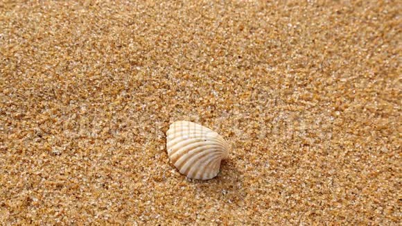 沙滩上的贝壳从海浪中洗去视频的预览图