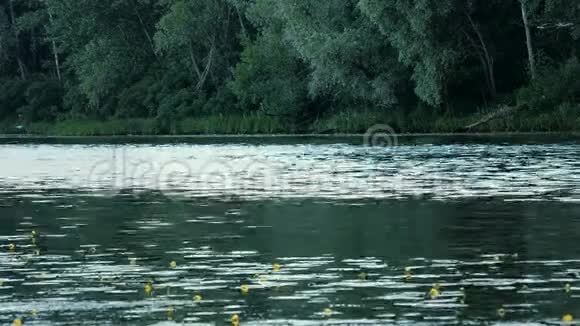 美丽的夏日水景河岸边有黄色的百合和树木视频的预览图