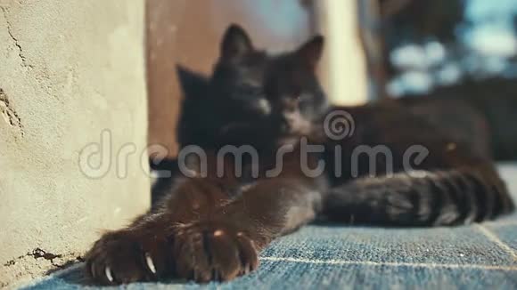 懒洋洋的黑猫躺在阳光下在外面视频的预览图