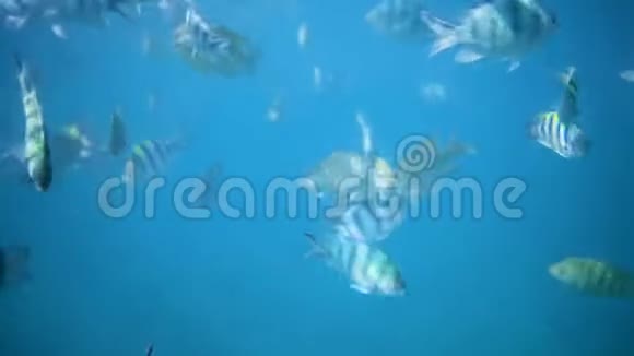 在清澈的蓝水中游泳的小鱼视频的预览图