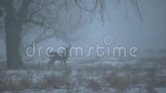 大白尾巴克在雾视频的预览图