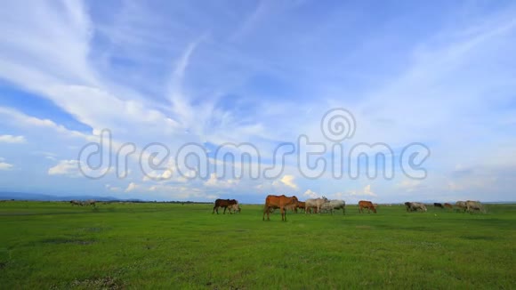 牛在草地上吃草的时间流逝视频的预览图