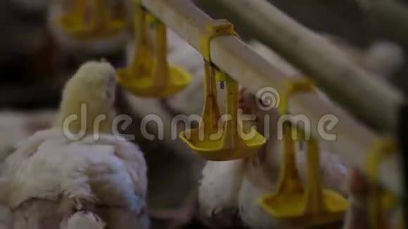 农场家禽生产中的鸡饮用视频的预览图